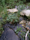 Woodiebrook restored, JQuinn#5